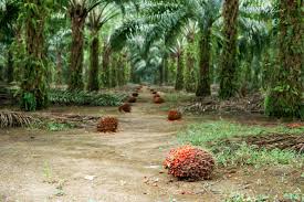 Palm Plantation